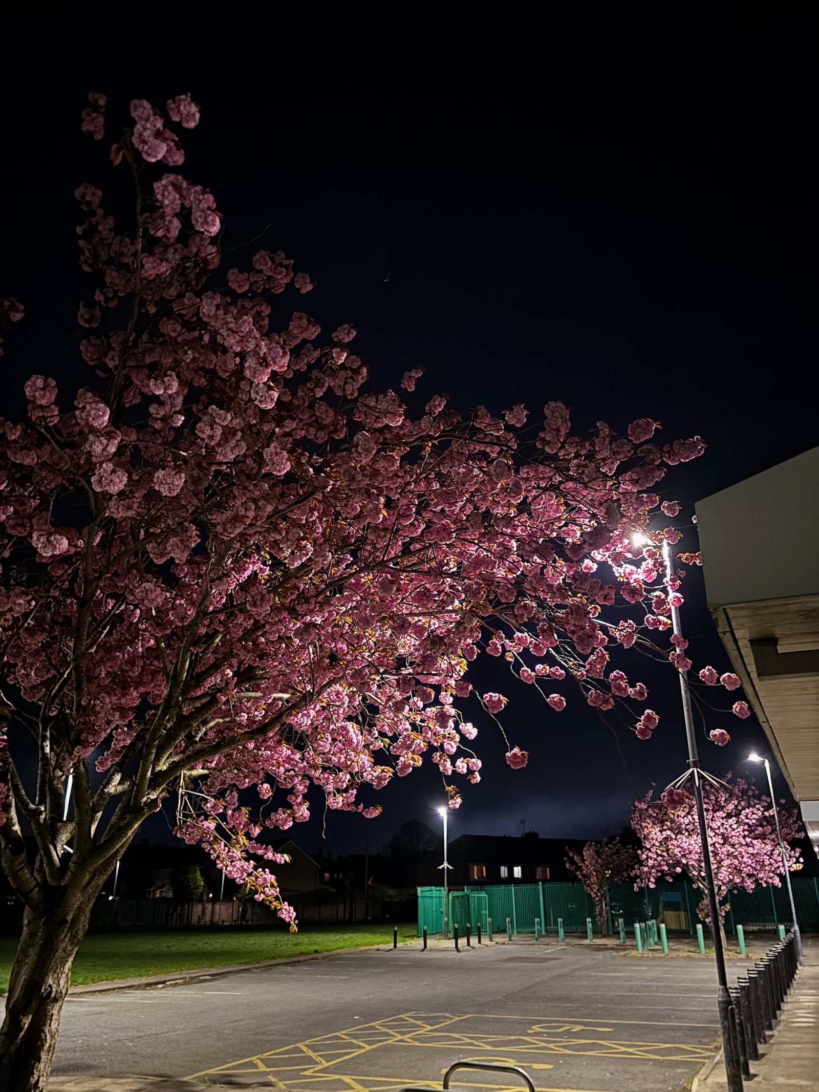 cherry blossom around the back of the community hub at night