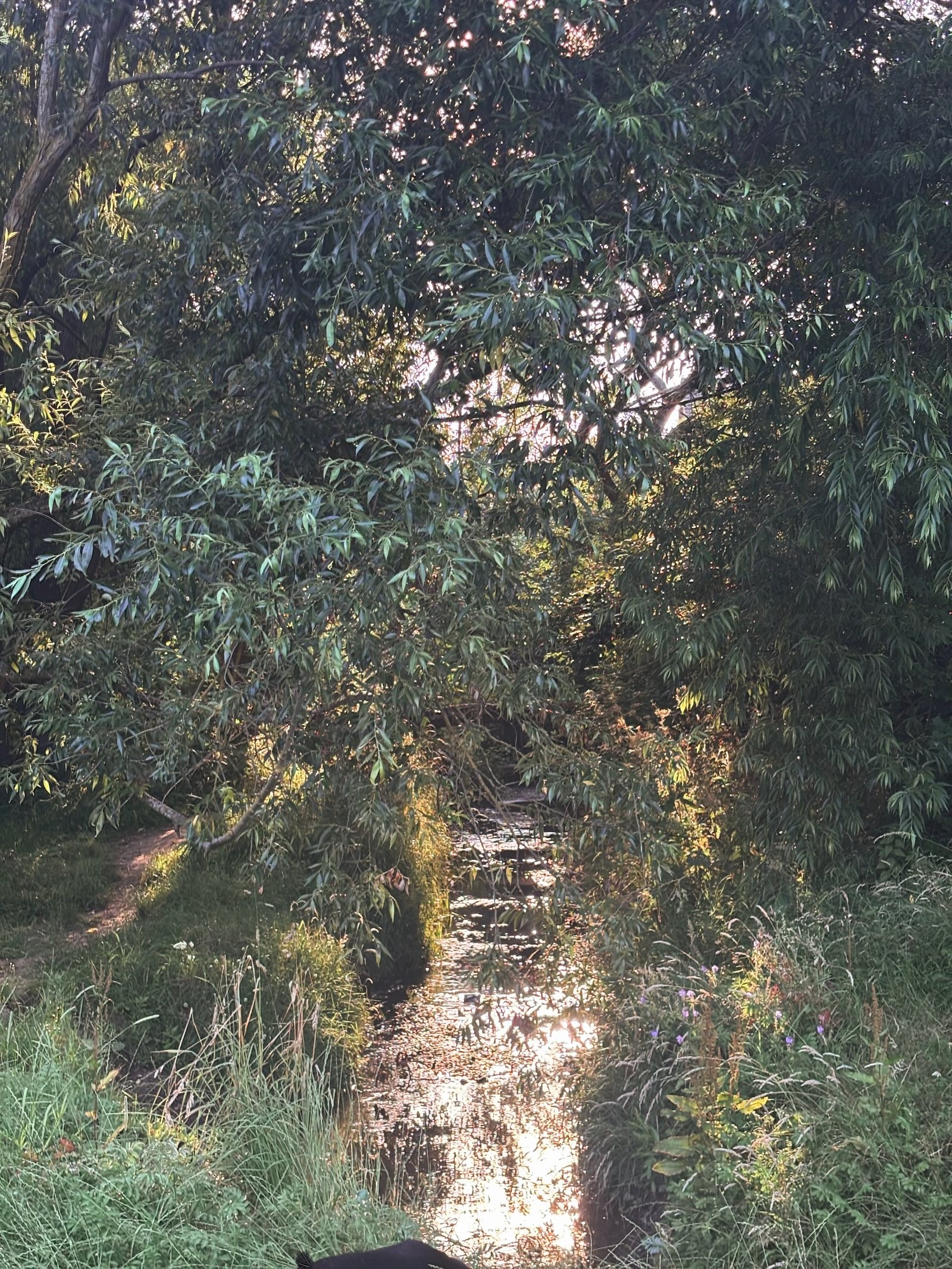 the parish stream in the evening sunlit